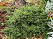 Taxus baccata 'Repandens' 
