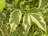 Acer negundo L. 'Aureovariegatum' 