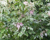 Acer negundo L. 'Flamingo' 