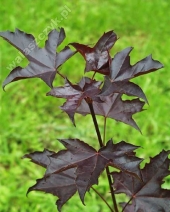 Acer platanoides 'Crimson King' 