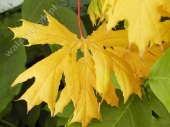 Acer platanoides 'Palmatifidum' 