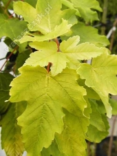 Acer pseudoplatanus 'Worleei' 