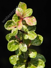 Berberis thunbergii 'Kórnik' 