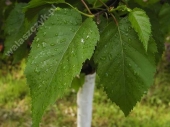 Betula hoseri '' 