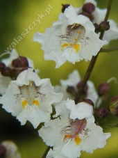 Catalpa bignonioides 'bignonioides' 