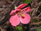 Chaenomeles x superba 'Nicoline' 