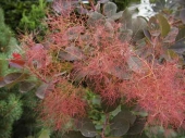 Cotinus coggygria 'Royal Purple' 