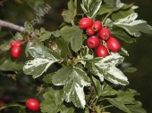 Crataegus monogyna 'Variegata' 