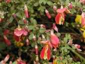Cytisus scoparius 'Goldfinch' 