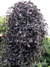 Fagus sylvatica 'Purpurea Pendula'