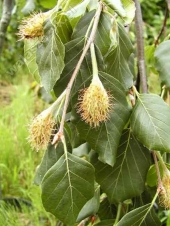 Fagus sylvatica 'Pendula' 