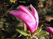 Magnolia 'Betty' 