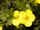 Potentilla fruticosa 'Gold Star' 
