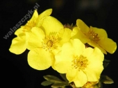 Potentilla fruticosa 'Gold Teppich' 