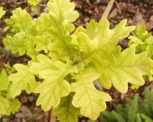 Quercus robur L. 'Concordia' 