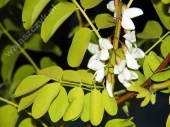 Robinia pseudoacacia L. 'Frisia' 