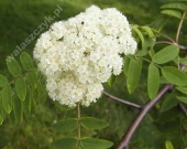 Sorbus aucuparia L. 'Pendula' 