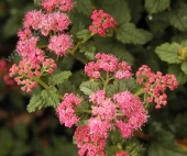 Spiraea japonica 'Bullata' 