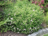 Spiraea japonica 'Little Princess' 