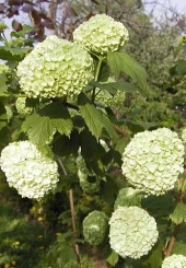 Viburnum opulus L. 'Roseum' 