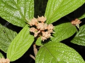Viburnum pragense '' 