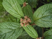 Viburnum rythidyphyllum '' 