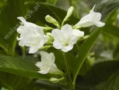 Weigela florida 'Candida' 