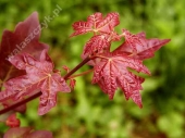 Acer campestre 'Red Shine' 