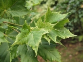 Acer platanoides 'Walderseei' 