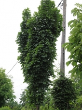 Acer platanoides 'Columnaris' 