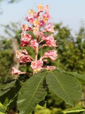 Aesculus x carnea 'Briotii' 