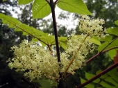 Aralia elata '' 
