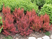 Berberis thunbergii 'Orange Rocket' 