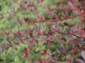 Berberis thunbergii 'Red Chief' 