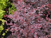 Berberis x ottawensis 'Superba' 