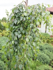 Betula utilis 'Long Trunk' 