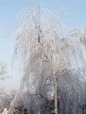 Betula pendula 'Dalecarlica (Gracilis)' 