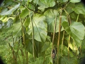 Catalpa bignonioides 'bignonioides' 