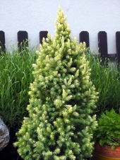 Picea glauca 'Sun on the Sky ®'