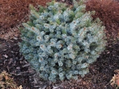 Picea sitchensis 'Tenas' Pa