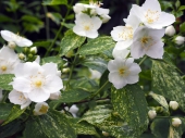 Philadelphus 'Innocence' 