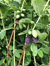 Lonicera kamtschatica ‘Honeybee’