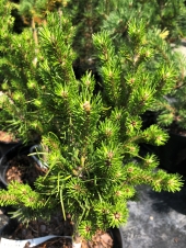 Pinus contorta x banksiana