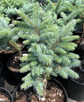 Picea pungens 'Glauca Globosa' 