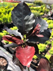 Fagus sylvatica 'Red Obelisk' 