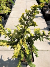Chamaecyparis obtusa 'Kojolkohiba'