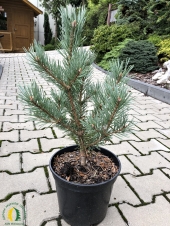 Pinus sylvestris 'Watereri'