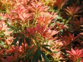 Pieris japonica 'Flaming Silver' 