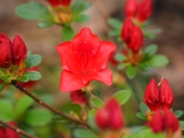 Azalea japonica 'Fridoline'