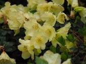Rhododendron 'Wren'